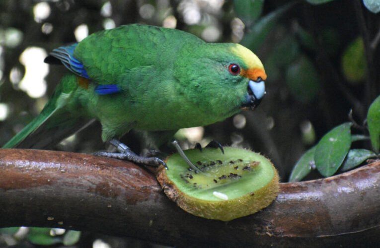 Critically endangered New Zealand parakeet gets lifeline from randy pair