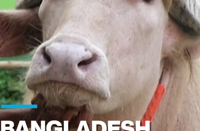 Bangladesh: “Donald Trump” albino buffalo becomes social media star