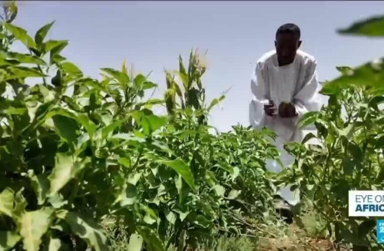 Iran war threatens Sudan’s already fragile agricultural sector
