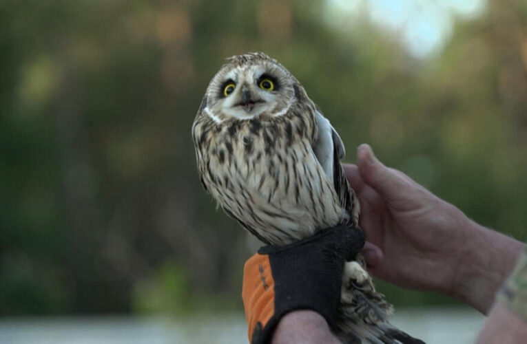 Ukraine’s bird lovers long for peaceful skies