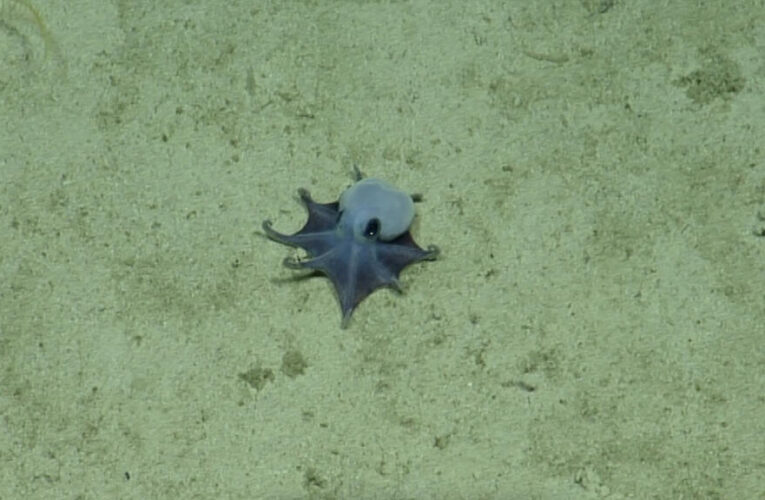 ‘It’s blue!’: Scientists discover new deep-sea octopus near Galapagos Islands