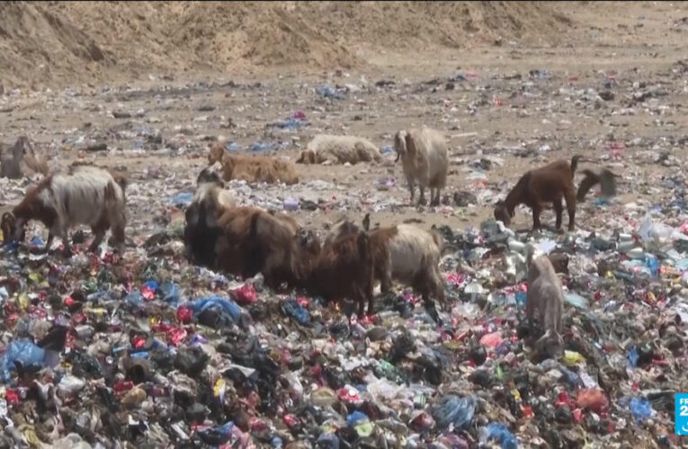 Palestine’s Eid dampened by consequences of war on livestock