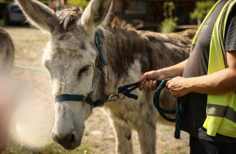 ‘Animal medicine’: Therapy donkeys help patients at French psychiatric hospital