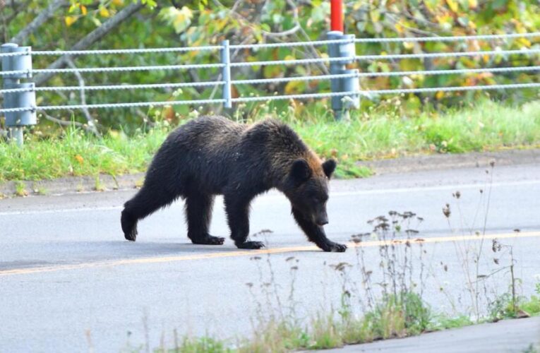 Japan’s love-hate relationship with bears