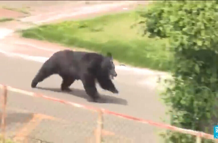 Japan city relieved as bear caught after roaming streets for days