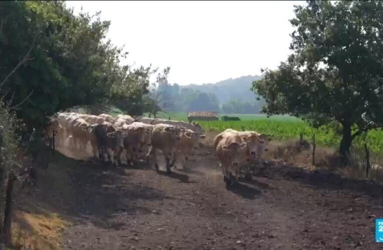 Climate-change driven heatwave brings uncertainty to French farmers