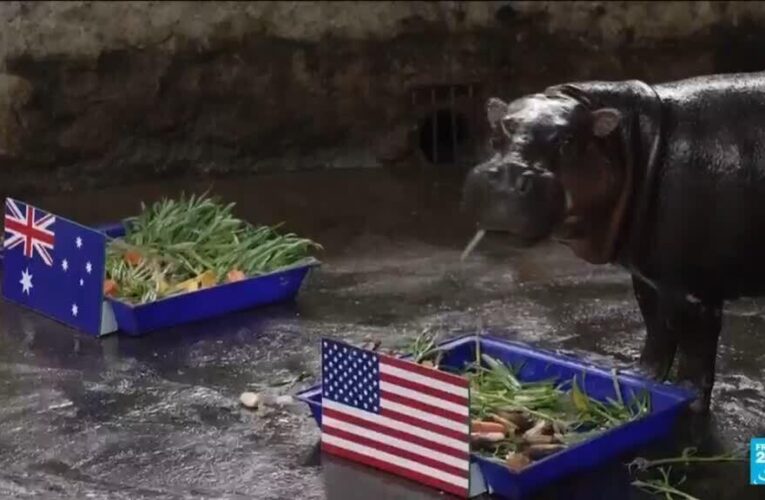 Animals predict World Cup results: Who will win the 2026 competition?