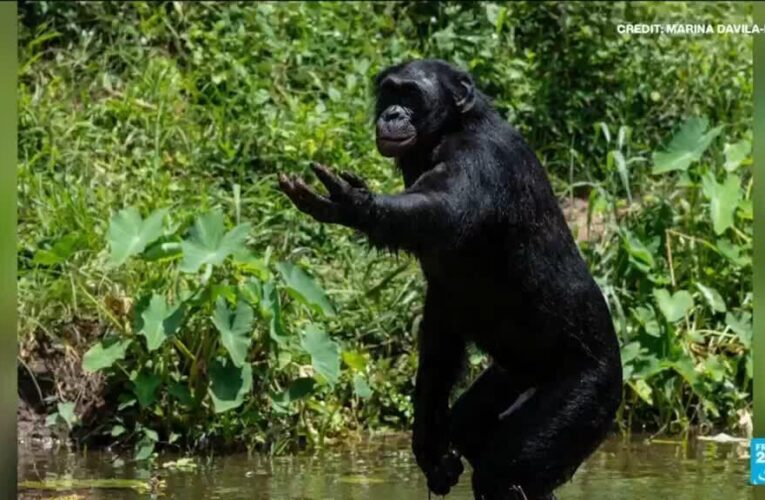 Humans and apes have shared a laugh for 15 million years, says study