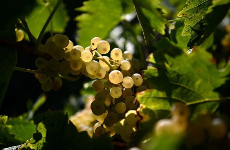‘Vitiforestry’: French winemakers plant trees in bid to counter climate change