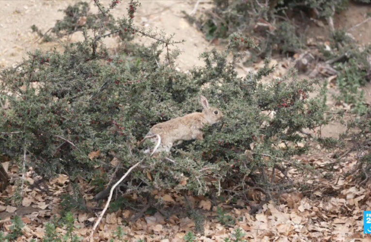 Rabbits running rampant: Australia overrun by invasive species