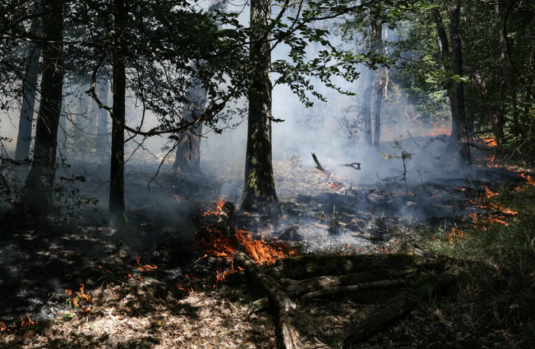 Fontainebleau fire has decimated 5% of the forest, authorities say