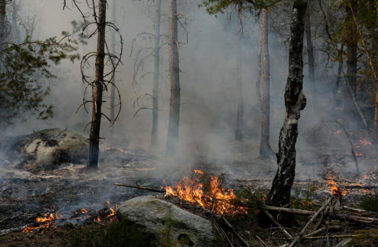 ‘My heart is on fire’: Fontainebleau forest blaze leaves community reeling