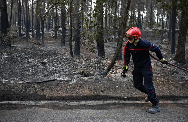 As the smoke clears, the Fontainebleau forest takes stock of its destruction
