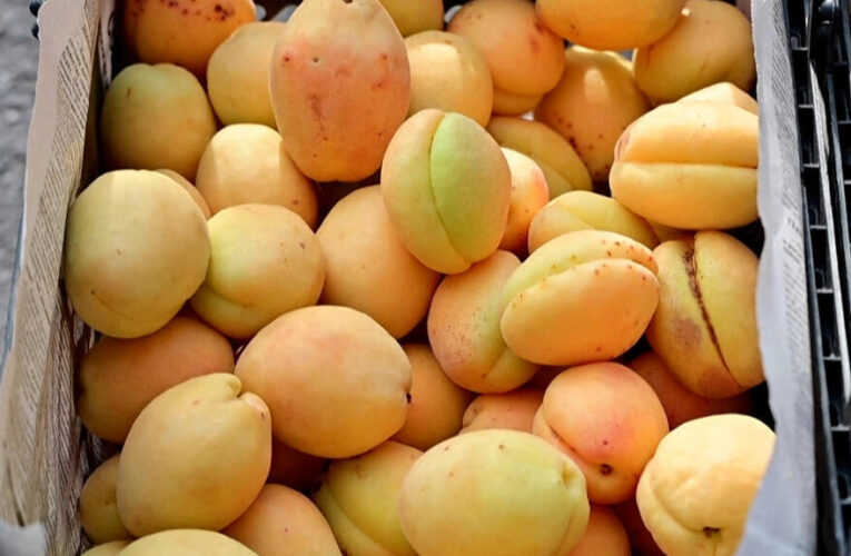 🇦🇲🇷🇺Armenia – Russia: Armenian apricots caught in a geopolitical battle