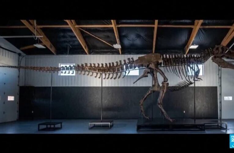 T. rex skeleton fetches record $50.1 mn at US auction
